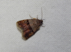 Ozarba megaplaga