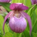 Large-flowered Cypripedium - Photo (c) 
Orchi, some rights reserved (CC BY-SA)