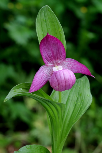 large-flowered cypripedium