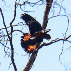 Calyptorhynchus banksii