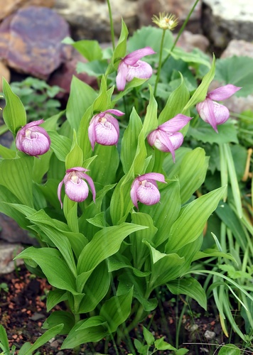 large-flowered cypripedium