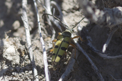Lepturini