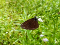 Euploea tulliolus koxinga