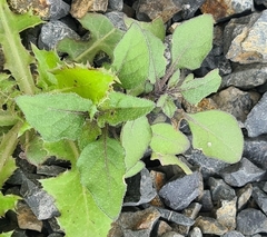 Solanum nigrum