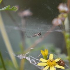 Linyphia triangularis