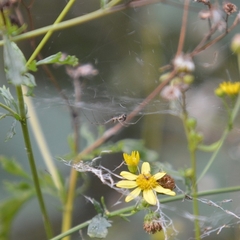 Linyphia triangularis