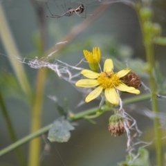 Linyphia triangularis