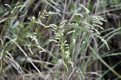 Eupatorium leptophyllum
