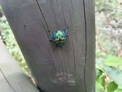 Poecilocoris splendidulus
