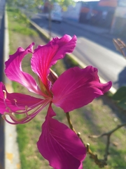 Bauhinia variegata