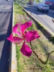 Bauhinia variegata