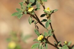 Stylosanthes