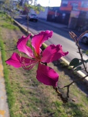 Bauhinia variegata