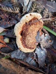 Postia pelliculosa