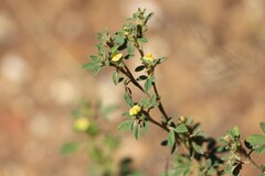 Stylosanthes