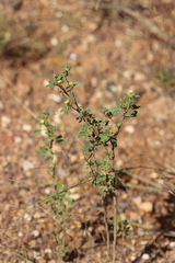 Stylosanthes