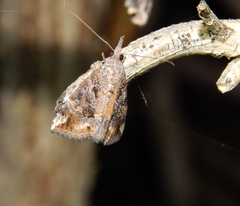 Hypena
