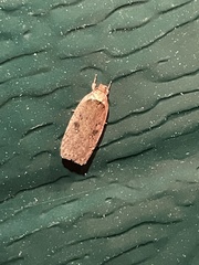 Agonopterix pulvipennella