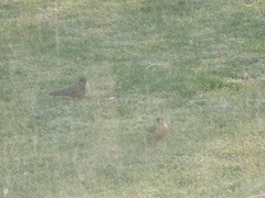 Ptyonoprogne fuligula