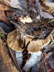 Postia pelliculosa