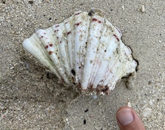 Tridacninae