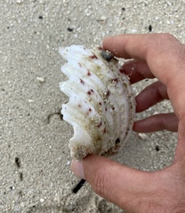 Tridacninae