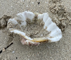 Tridacninae