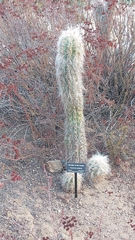 Oreocereus celsianus