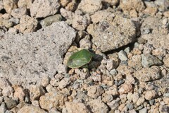 Chlorochroa