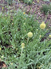 Pycnosorus chrysanthus