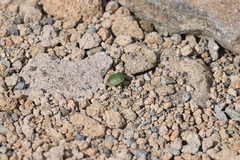 Chlorochroa