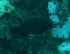 Centropyge multispinis