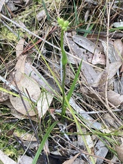 Burchardia umbellata