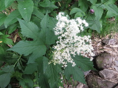 Filipendula camtschatica