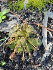 Drosera whittakeri