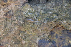 Ligia exotica