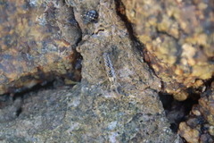 Ligia exotica
