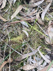 Burchardia umbellata