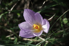 Crocus thomasii