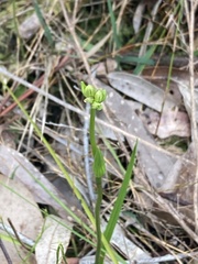Burchardia umbellata