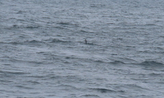 Hydrobates homochroa