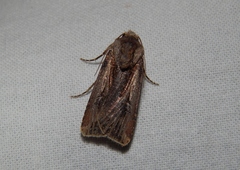 Agrotis spinifera