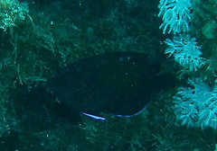 Centropyge multispinis