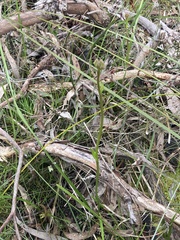 Burchardia umbellata