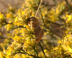 Schinia miniana