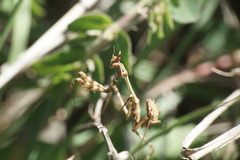 Empusa fasciata