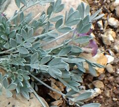 Astragalus calycosus