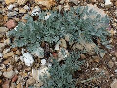 Astragalus calycosus