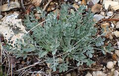 Astragalus calycosus