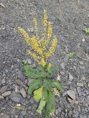Verbascum pyramidatum